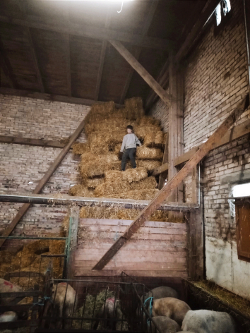 Straw and dried hay stored in rustic wooden loft structure with metal railings and stone walls