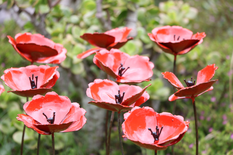 Cluster of coral-red poppies with dark centers and delicate petals, photographed from above against soft green foliage